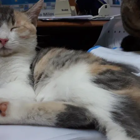 Aphrodite Of Milos * Adamantas (Milos)