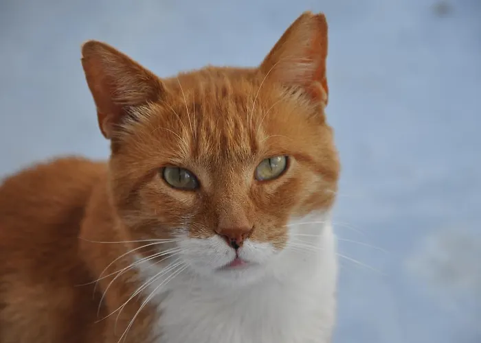 Aphrodite Of Milos Appartement *