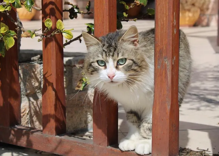 Aphrodite Of Milos Adamantas (Milos)