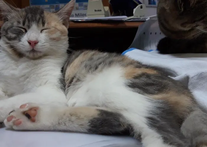 Aphrodite Of Milos * Adamantas (Milos)