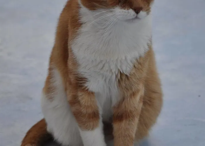 Appartement Aphrodite Of Milos *