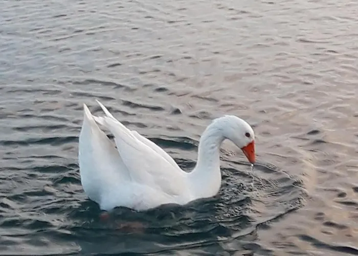 Aphrodite Of Milos *