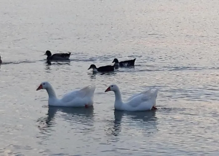 Lejlighed Aphrodite Of Milos *