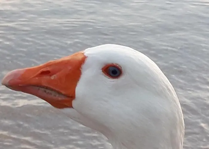 Appartement Aphrodite Of Milos *